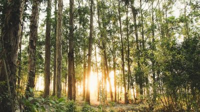 Doğa ve orman manzaralarını sevenler için harika fotoğraflar Ünlü dizi oyuncusu, sosyal medyada yarattığı etkileyici paylaşımıyla büyük bir