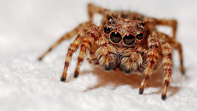 Havalar ısındı, sarıkız ortaya çıktı Lorem ipsum gibi yapay metinler yerine, gerçek anlam taşıyan bu