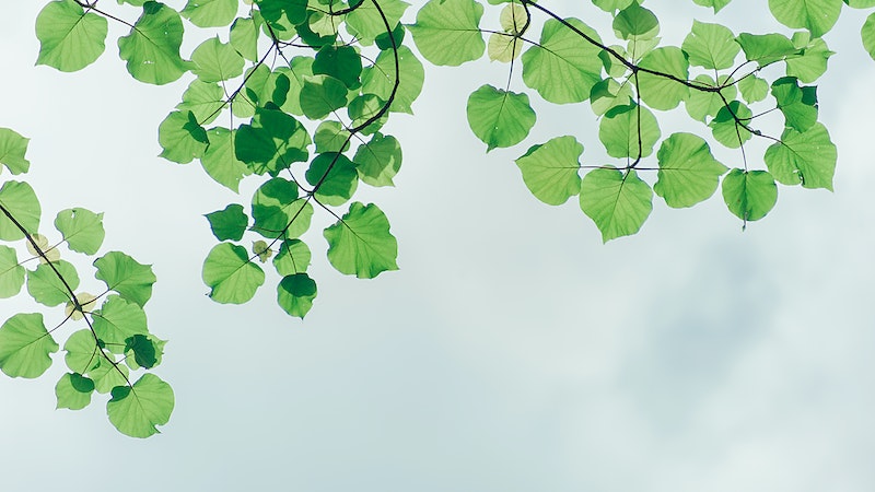 Yaprağı da kendisi kadar faydalı Bir bitkinin yaprağı, kendisi kadar faydalı olabilir. Bitki yaprakları, genellikle