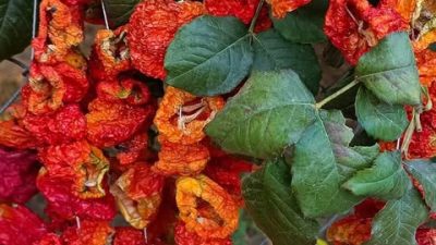 Geleneksel Biber Kurutması Malatya’da yaz aylarının en canlı görüntülerinden biri yeniden sokaklarda yerini