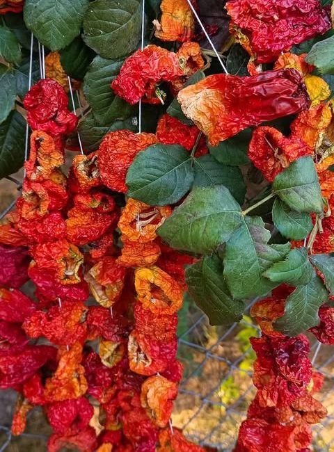 Geleneksel Biber Kurutması Malatya’da yaz aylarının en canlı görüntülerinden biri yeniden sokaklarda yerini