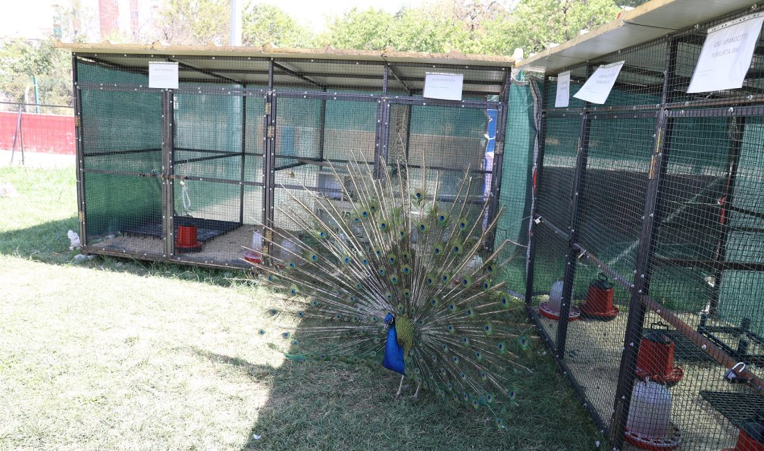 Battalgazi Engelsiz Yaşam Merkezi’nden Engelli Bireylere Hayvanlarla Rehabilitasyon Desteği Battalgazi Belediyesi’nin özel gereksinimli bireyler için hizmet sunduğu Engelsiz Yaşam