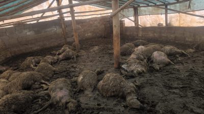 Arguvan ilçesine bağlı Bozburun Mahallesi’nde gece saatlerinde bir kurdun girdiği