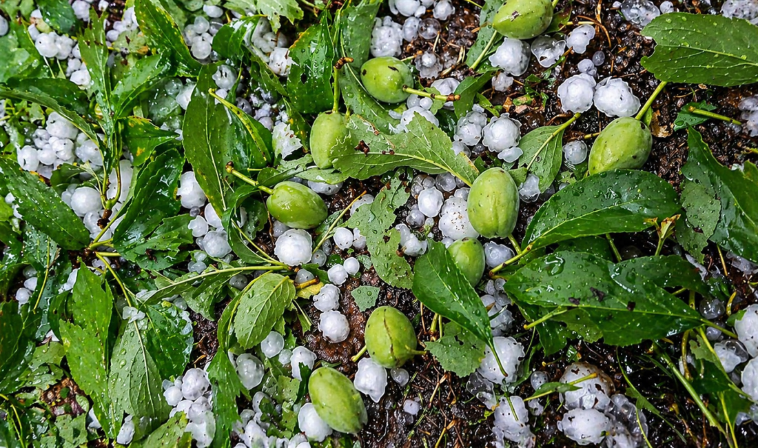 Malatya’da etkili olan sağanak ve dolu yağışının kayısı üretiminde ağır