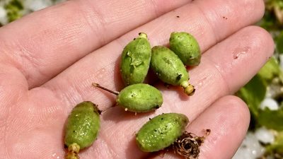 Malatya’nın Darende ilçesinde etkili olan dolu yağışı, kayısı çağlalarını ağaçlardan