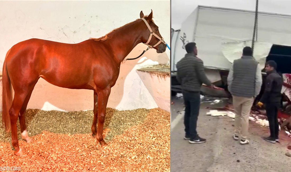 Adana’da koşuya katıldıktan sonra Elazığ Hipodromu’na götürülmek üzere yola çıkarılan