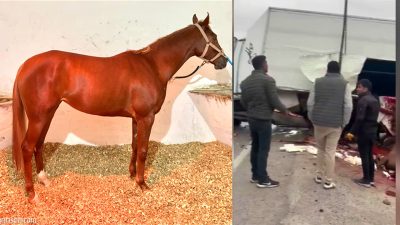 Adana’da koşuya katıldıktan sonra Elazığ Hipodromu’na götürülmek üzere yola çıkarılan