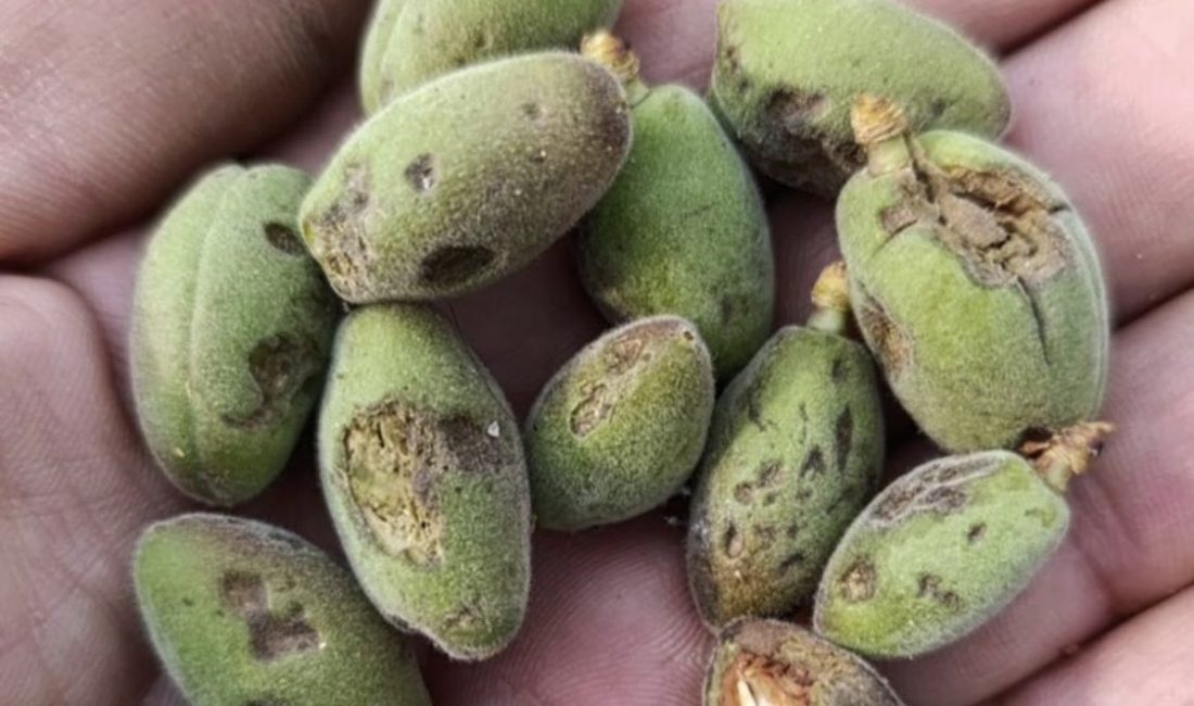 Vali Seddar Yavuz, Malatya genelinde etkili olan dolu yağışı sonrası