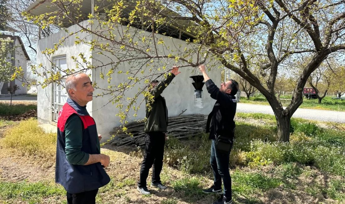 Kayısı üretimini tehdit eden kahverengi kokarcaya karşı Malatya genelinde feromon