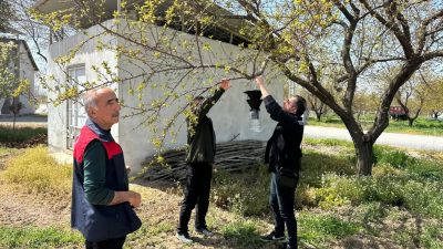 Kayısı üretimini tehdit eden kahverengi kokarcaya karşı Malatya genelinde feromon