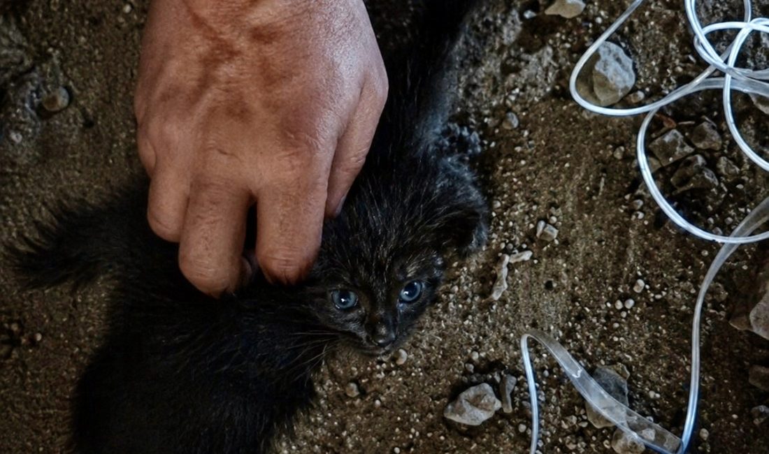 Malatya’da bir apartmanın baca boşluğuna düşerek mahsur kalan yavru kedi,