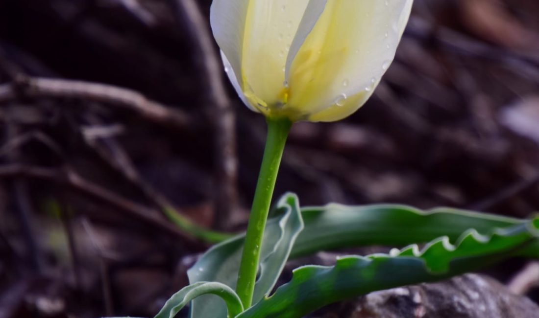 Malatya’da, Türkiye topraklarında yalnızca belirli bir bölgede yetiştiği belirtilen endemik