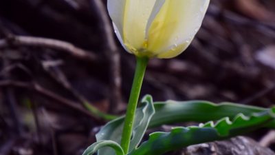 Malatya’da, Türkiye topraklarında yalnızca belirli bir bölgede yetiştiği belirtilen endemik