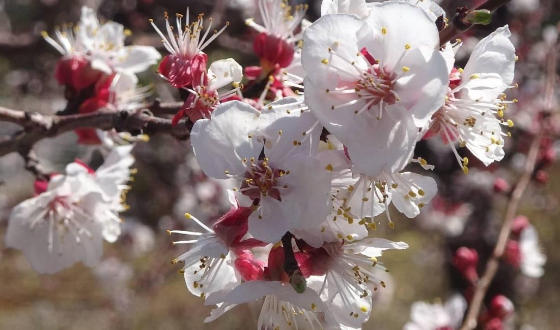 Malatya denince akla ilk gelen değerlerin başında kayısı gelir. Yalnızca