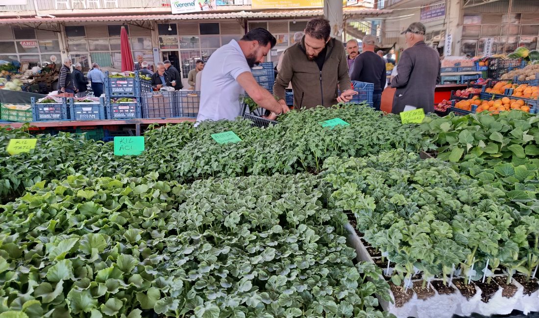Malatya’nın Darende ilçesinde artan sebze fiyatları, vatandaşları kendi sebzesini üretmeye